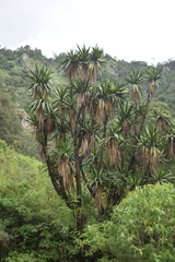 Yucca jaliscensis