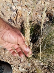 Pentameris eriostoma