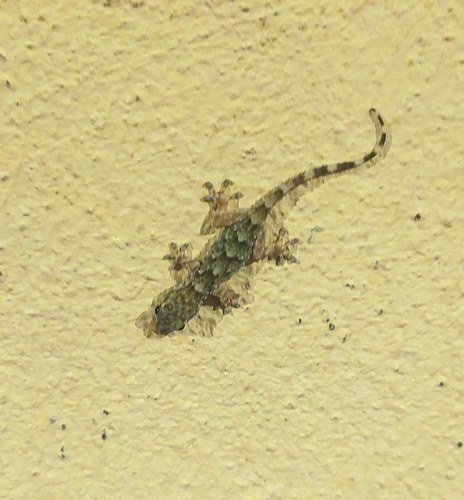 Moorish Gecko