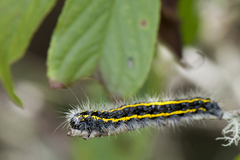 Taicallimorpha albipuncta