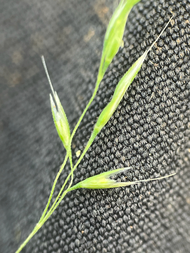 Lachnagrostis filiformis observed 2026-06-12
