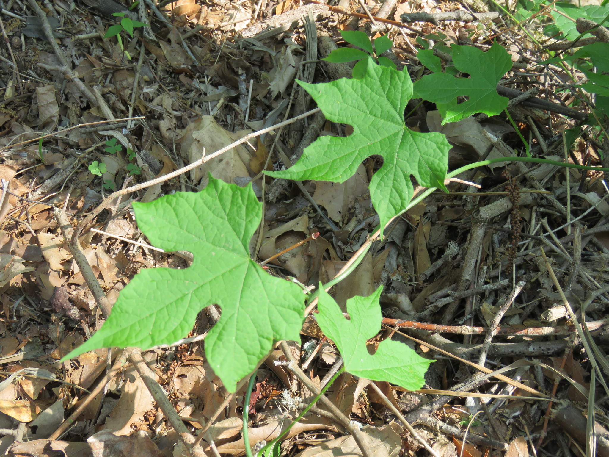 Calycocarpum