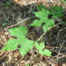 Calycocarpum lyonii - Photo (c) Laura Clark, μερικά δικαιώματα διατηρούνται (CC BY), uploaded by Laura Clark