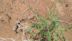 Caroxylon rabieanum