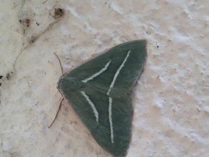 Hylaea pinicolaria