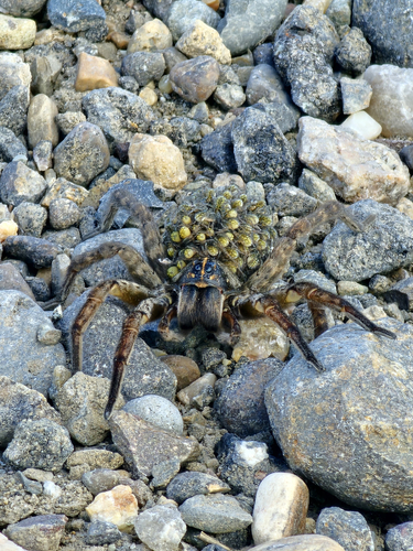 Tigrosa grandis