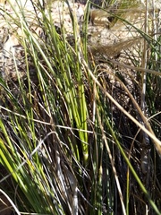 Pentameris eriostoma