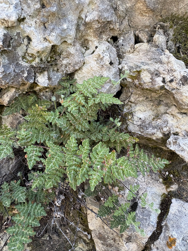 Fee's lip fern