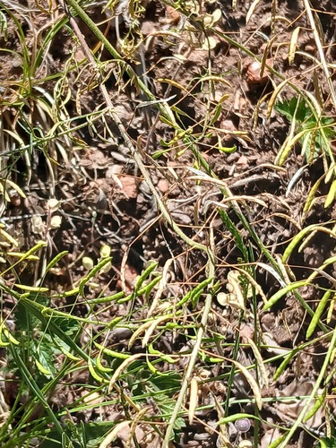 Western Tansymustard