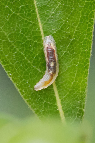 Episyrphus balteatus nuotrauka