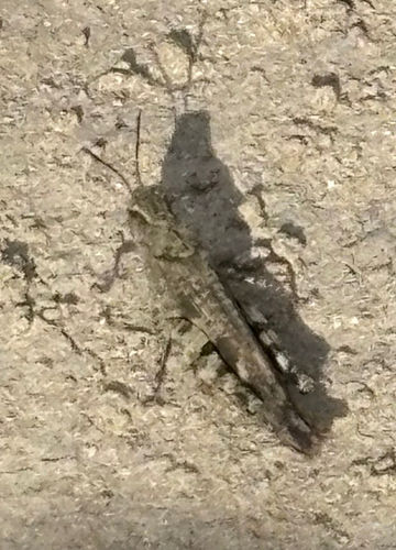 Southwestern Dusky Grasshopper