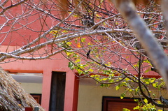 Cyanocompsa parellina