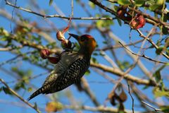 Melanerpes chrysogenys