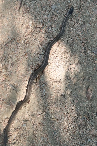 Wandering Garter Snake