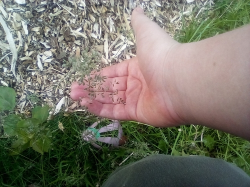 stinkgrass
