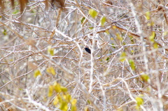 Cyanocompsa parellina