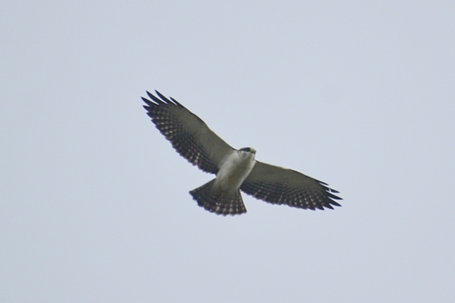 Short-tailed Hawk