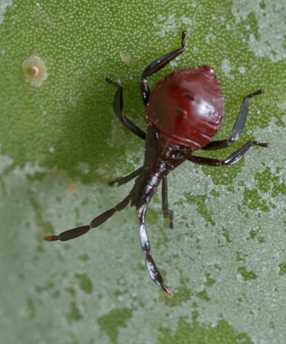 Cactus Coreid Bug