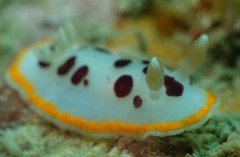 Chromodoris orientalis