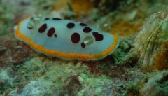 Chromodoris orientalis