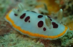 Chromodoris orientalis