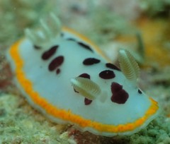 Chromodoris orientalis