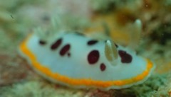 Chromodoris orientalis