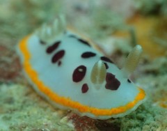 Chromodoris orientalis