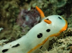 Chromodoris orientalis