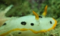 Chromodoris orientalis