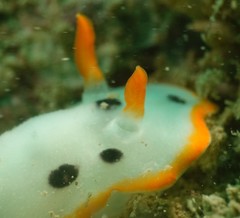 Chromodoris orientalis