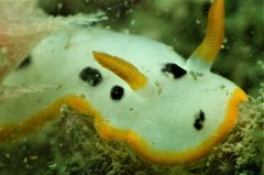 Chromodoris orientalis