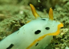 Chromodoris orientalis
