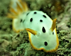 Chromodoris orientalis