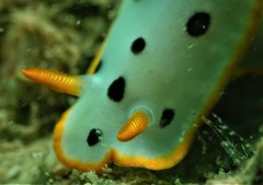 Chromodoris orientalis