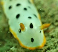 Chromodoris orientalis