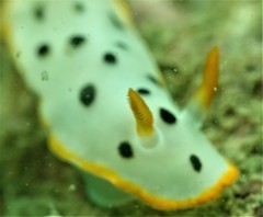 Chromodoris orientalis