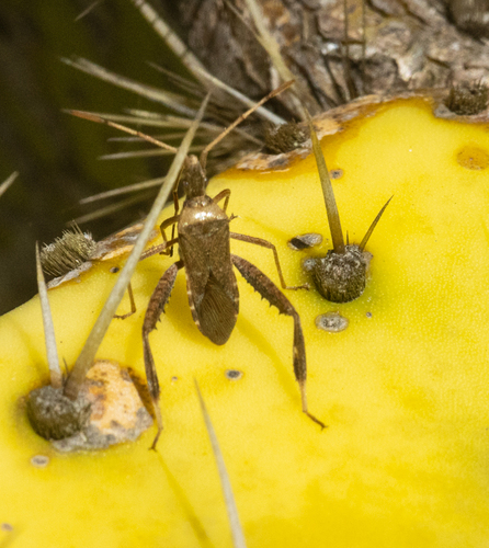 Leaf-footed Cactus Bug