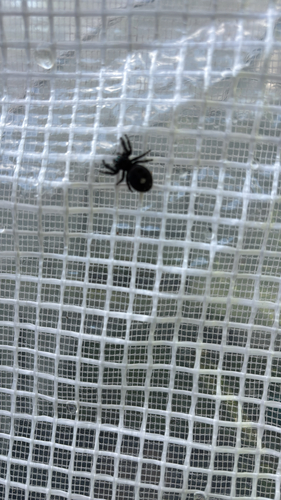 iNaturalist observation photo of Bold Jumping Spider