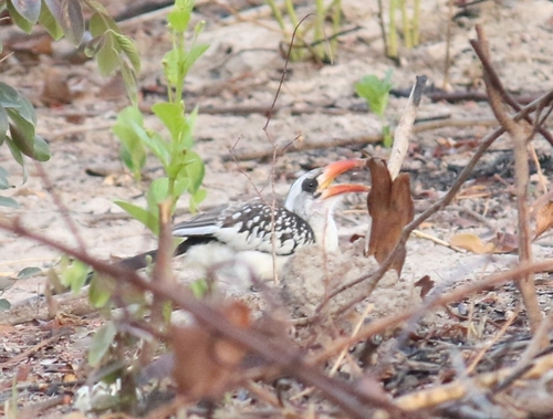 iNaturalist image
