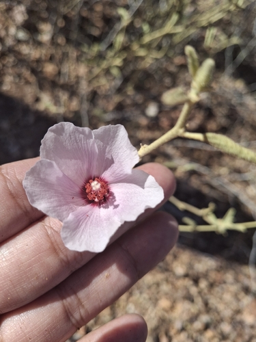 Tulipán del desierto