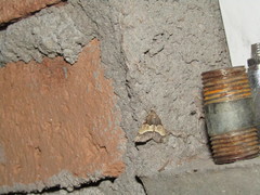 Frederickia hypaethrata