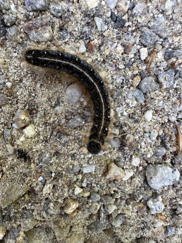 Eastern Tent Caterpillar Moth