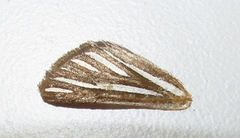 Pseudomaenas alcidata