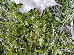 Pleurozium schreberi