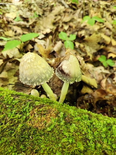 scaly ink cap
