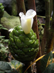 Costus dubius