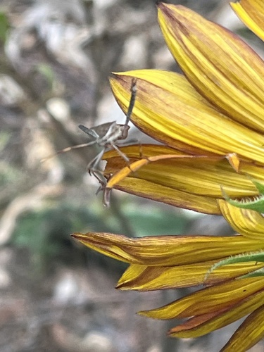 Western Leaf-footed Bug