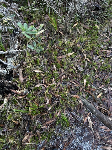 Selaginella uliginosa, photograph 6