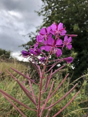 Chamaenerion angustifolium